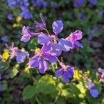 Orychophragmus violaceus Flower