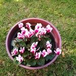 Cyclamen persicum Цветок