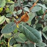 Shepherdia canadensis List