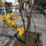 Handroanthus chrysanthus 形态