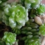 Sedum oreganum Ліст