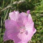 Malva alcea Flower