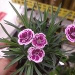 Dianthus barbatusᱵᱟᱦᱟ