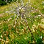 Anemone alpina Λουλούδι