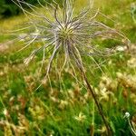 Anemone alpina Flower