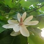 Magnolia hypoleuca Fleur