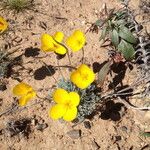 Eschscholzia glyptosperma ᱛᱟᱦᱮᱸ