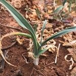 Allium porrum Frunză