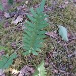 Polypodium interjectum ഇല