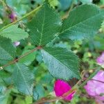 Rosa pendulina Hoja