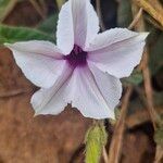 Ipomoea mombassana 花