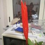 Vriesea splendens Квітка