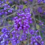 Callicarpa americana Fruto