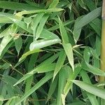 Phyllostachys aurea Leaf