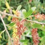 Salix laggeri Fruct