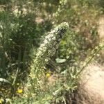 Reseda alba Flower