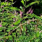 Indigofera heterantha Habit