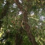 Marcgravia nepenthoides Bark
