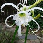 Hymenocallis liriosme অন্যান্য