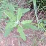 Chenopodium ficifoliumLeaf