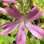 Malva moschataFlower