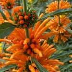 Leonotis leonurus Blüte