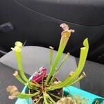 Sarracenia leucophylla Hoja