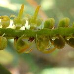 Bulbophyllum scaberulum Virág