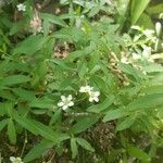 Moehringia lateriflora 花
