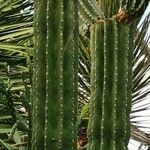 Pachycereus pecten-aboriginum Corteza
