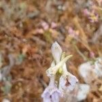 Delphinium gracile Flor