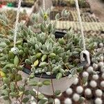 Cotyledon pendens Hoja
