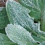 Silene noctiflora Leaf