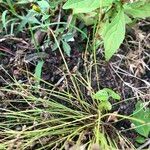 Cyperus subsquarrosus 整株植物