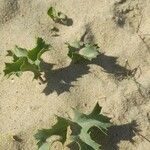 Eryngium maritimumFlor