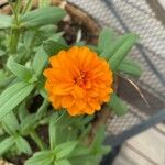 Zinnia peruvianaКветка