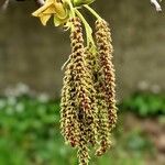 Carya tomentosa Fruit