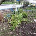 Watsonia borbonica Blatt