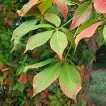 Aesculus glabra Levél
