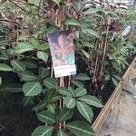 Parthenocissus henryana Φύλλο