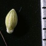 Setaria viridis Fruit