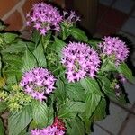 Pentas lanceolata (Forssk.) DeflersFlor