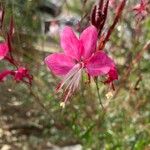 Oenothera lindheimeri Flor