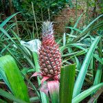 Ananas comosus果實