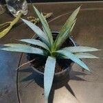 Agave macroacantha Ліст