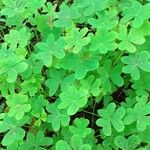 Oxalis pes-capraeList