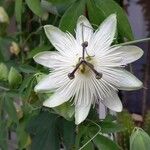 Passiflora caeruleaÕis