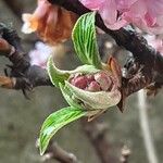 Viburnum × bodnantense Blomma