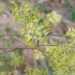 Peucedanum alsaticumFlower