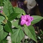 Mirabilis jalapaFlower